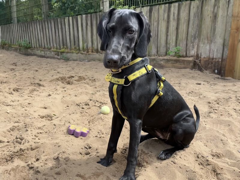 Cocker Spaniel for adoption in Ilfracombe, North Devon – 9 months old - Image 6 of 6