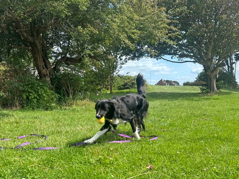 Border Collie for adoption in Shoreham by Sea, West Sussex – 1 year old - Image 7 of 10