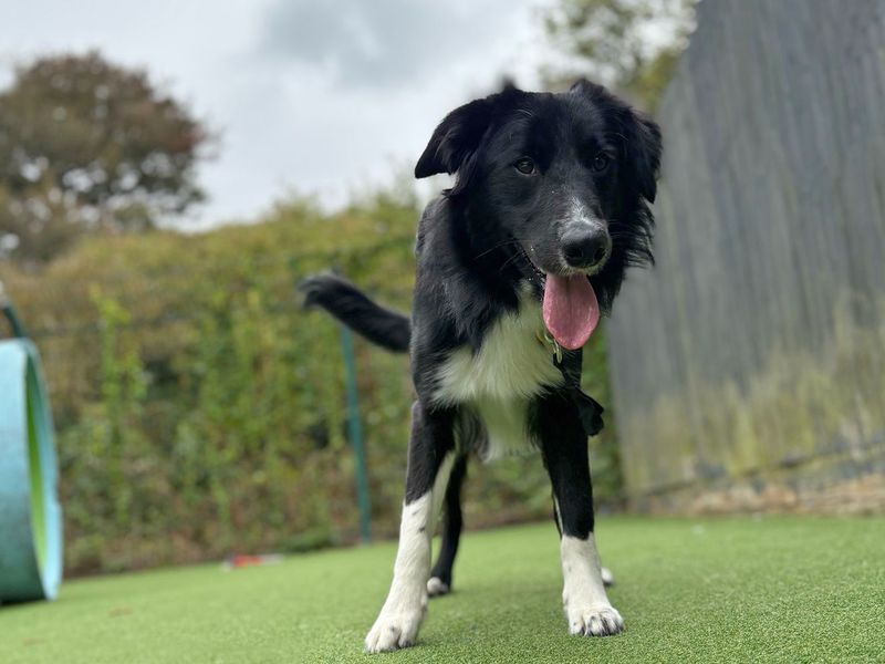 Border Collie for adoption in Shoreham by Sea, West Sussex – 1 year old - Image 3 of 10