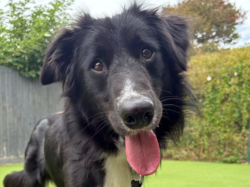 Border Collie for adoption in Shoreham by Sea, West Sussex – 1 year old - Image 6 of 10