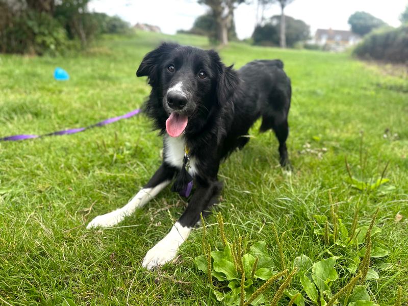 Border Collie for adoption in Shoreham by Sea, West Sussex – 1 year old