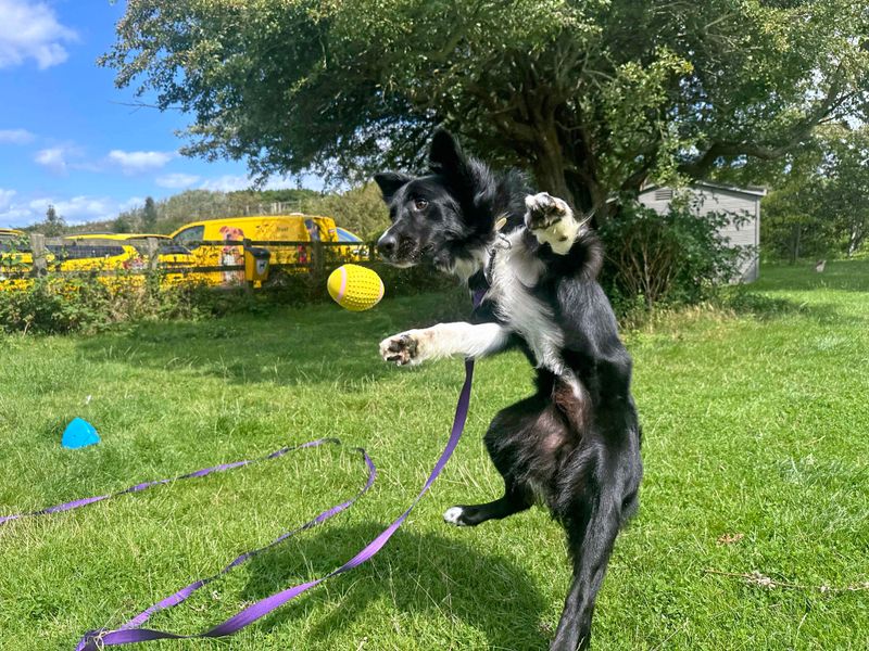 Border Collie for adoption in Shoreham by Sea, West Sussex – 1 year old - Image 4 of 10
