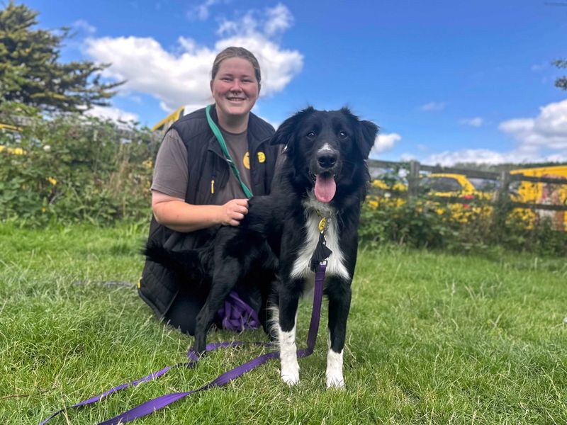 Border Collie for adoption in Shoreham by Sea, West Sussex – 1 year old - Image 9 of 10