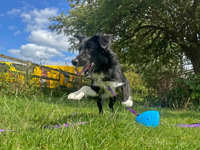 Border Collie for adoption in Shoreham by Sea, West Sussex – 1 year old - Image 10 of 10