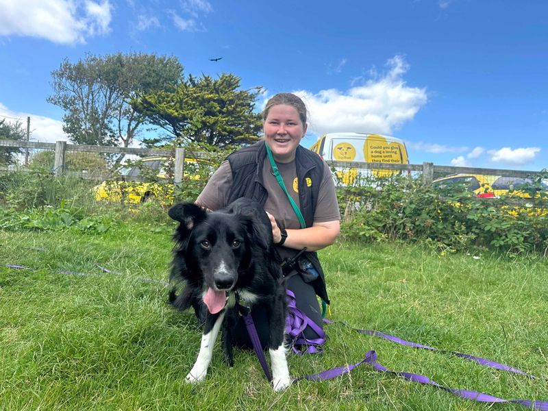 Border Collie for adoption in Shoreham by Sea, West Sussex – 1 year old - Image 8 of 10