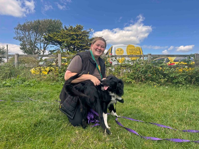 Border Collie for adoption in Shoreham by Sea, West Sussex – 1 year old - Image 2 of 10