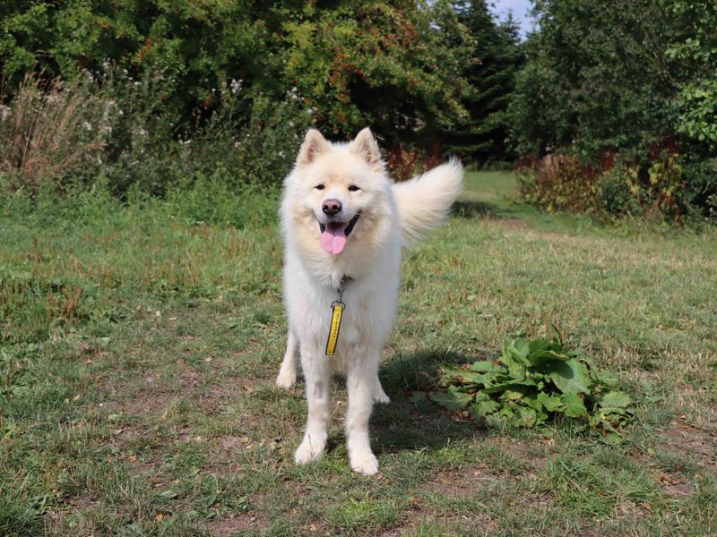 Alaskan Malamute Dogs And Puppies For Adoption