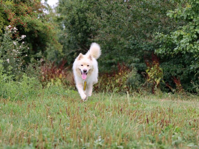 Alaskan Malamute for adoption in Sadberge, Co Durham – 2 years old - Image 3 of 3