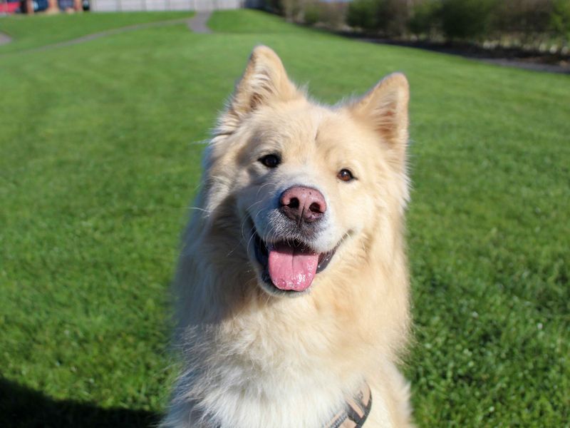 Barley - Image 4 of 5