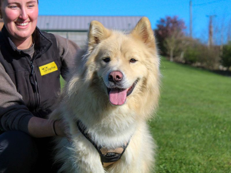 undefined | Samoyed Cross | undefined - 2