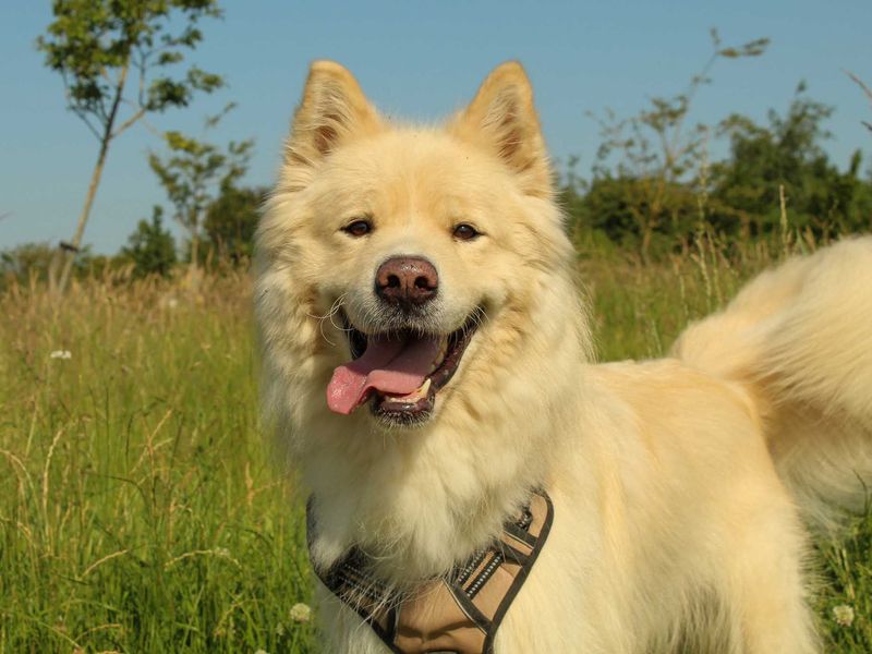 Barley | Samoyed Cross | Darlington - 8