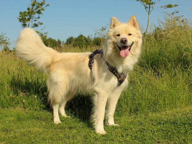 Barley | Samoyed Cross | Darlington - 2