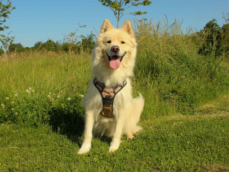 Barley | Samoyed Cross | Darlington - 1