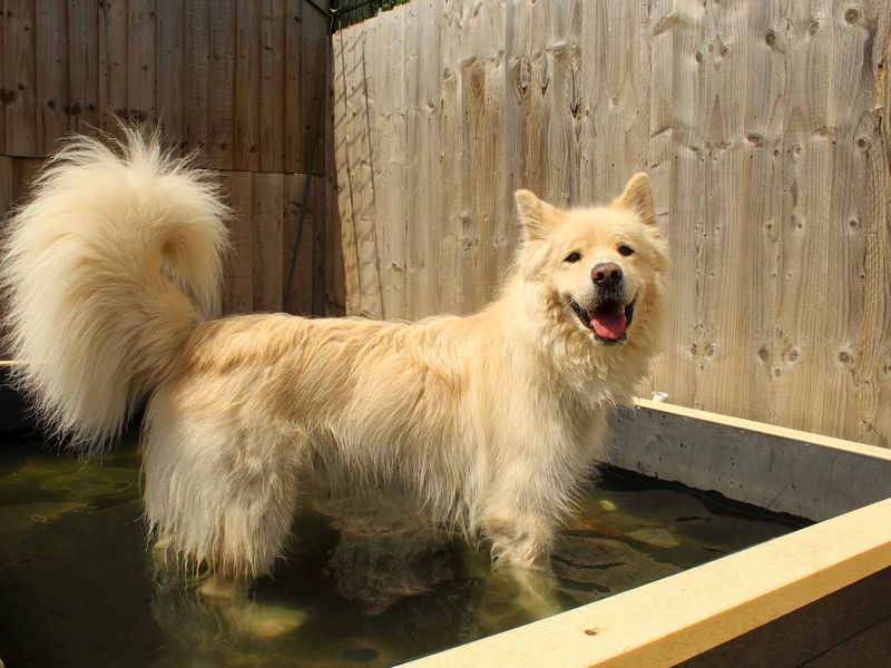 Barley | Samoyed Cross | Darlington - 3