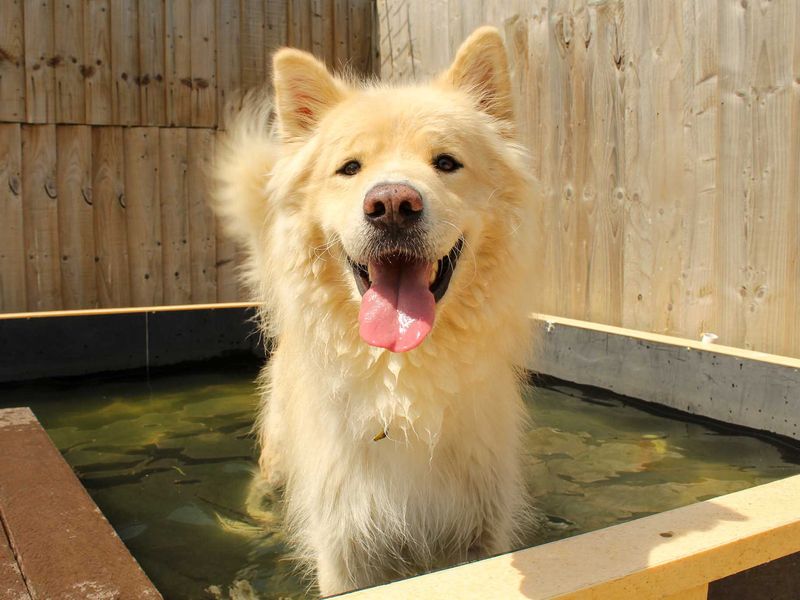 Barley | Samoyed Cross | Darlington - 6