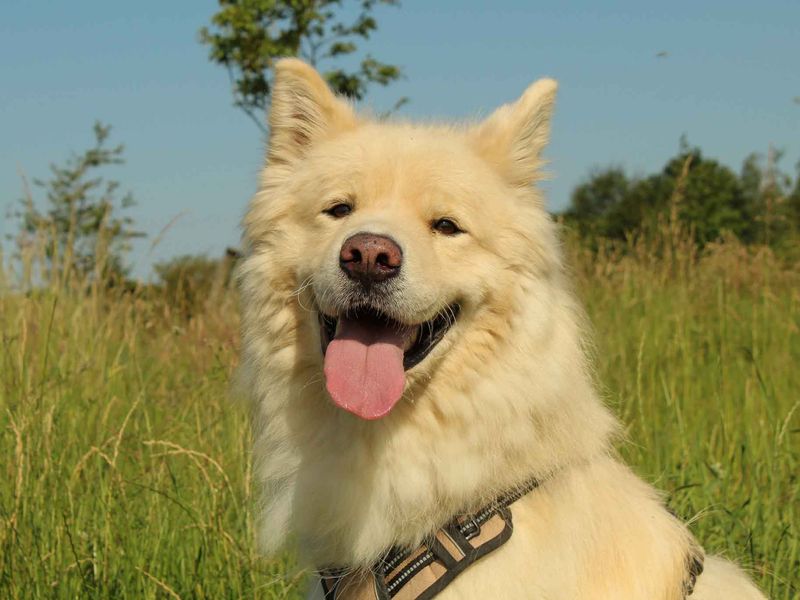 Barley | Samoyed Cross | Darlington - 7