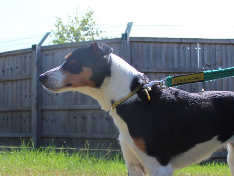 Border Collie for adoption in Evesham, Worcestershire – 4 years old