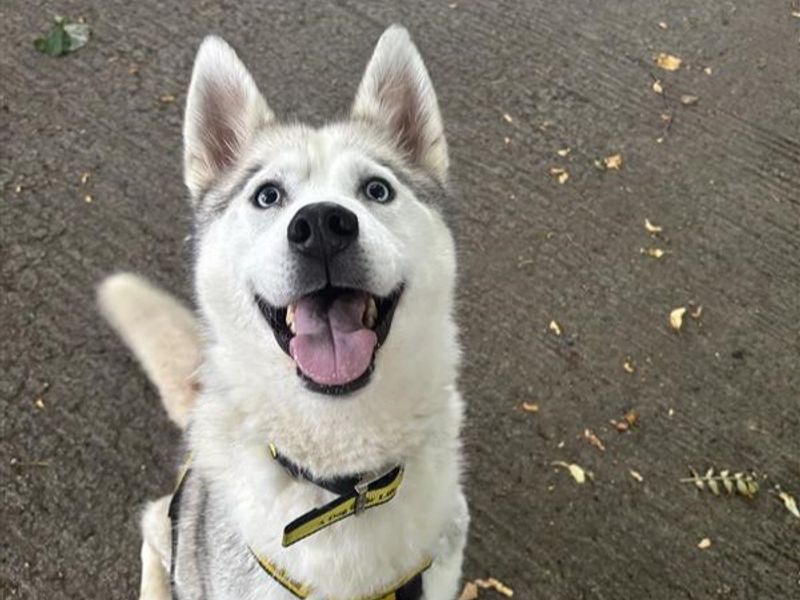 Siberian Husky for adoption in Ballymena, Co Antrim – 6 years old - Image 2 of 2