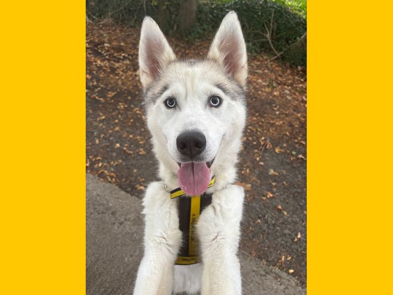 Nova | Siberian Husky | Ballymena (Northern Ireland) - 1