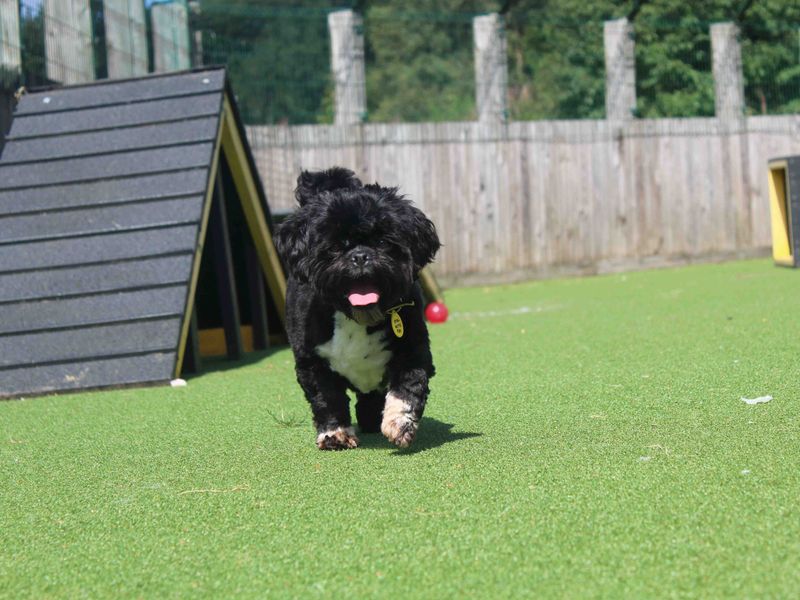 Shih Tzu for adoption in Glasgow, Scotland – 4 years old