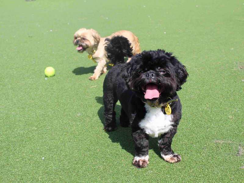 Shih Tzu for adoption in Glasgow, Scotland – 4 years old - Image 3 of 3