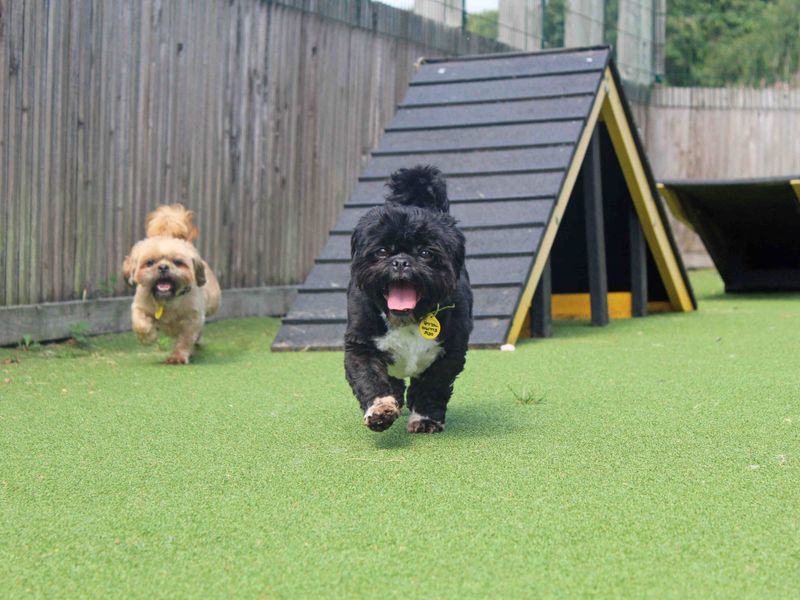 Shih Tzu for adoption in Glasgow, Scotland – 4 years old - Image 2 of 4