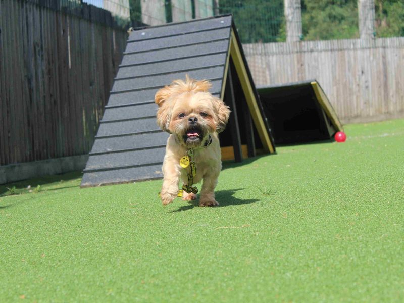 Shih Tzu for adoption in Glasgow, Scotland – 4 years old - Image 4 of 4