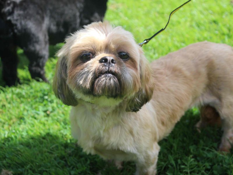 Shih Tzu for adoption in Glasgow, Scotland – 4 years old