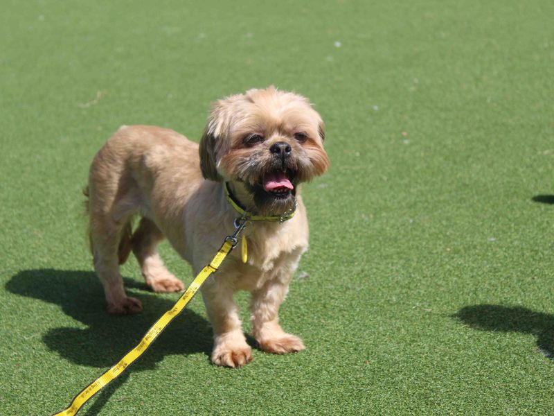 Shih Tzu for adoption in Glasgow, Scotland – 4 years old - Image 3 of 4