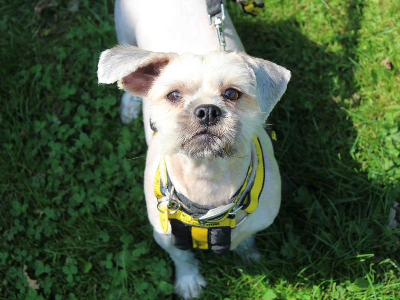 Shih Tzu for adoption in Glasgow, Scotland – 2 years old - Image 2 of 2