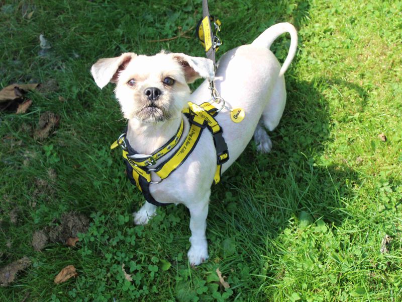 Shih Tzu for adoption in Glasgow, Scotland – 2 years old