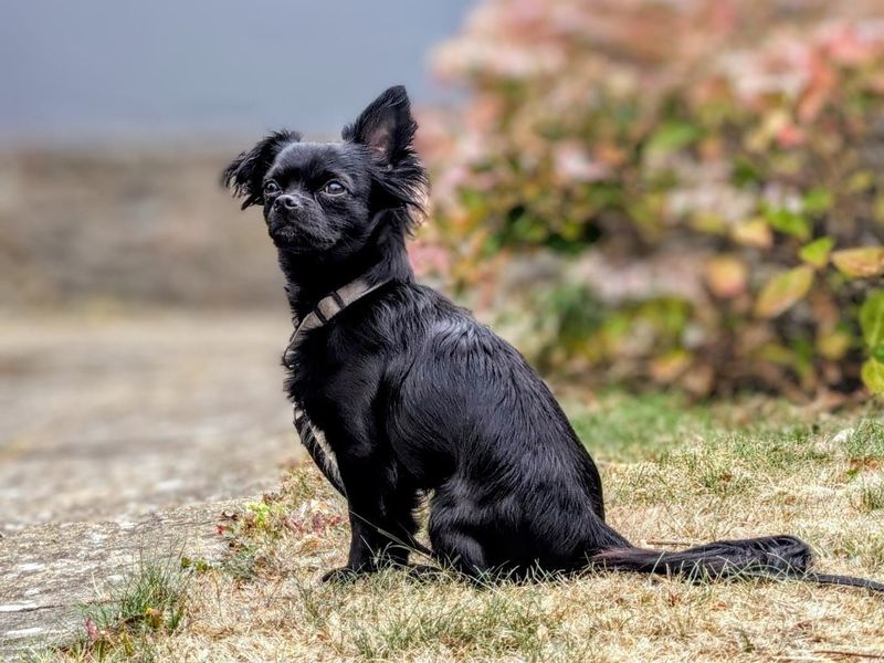 Chihuahua for adoption in Cardiff, Glamorgan – 2 years old