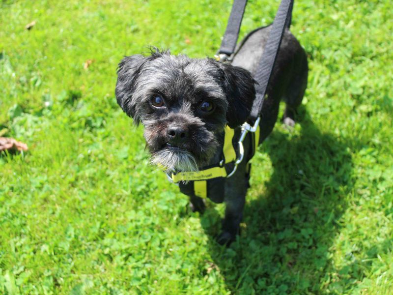 Shih Tzu for adoption in Glasgow, Scotland – 2 years old