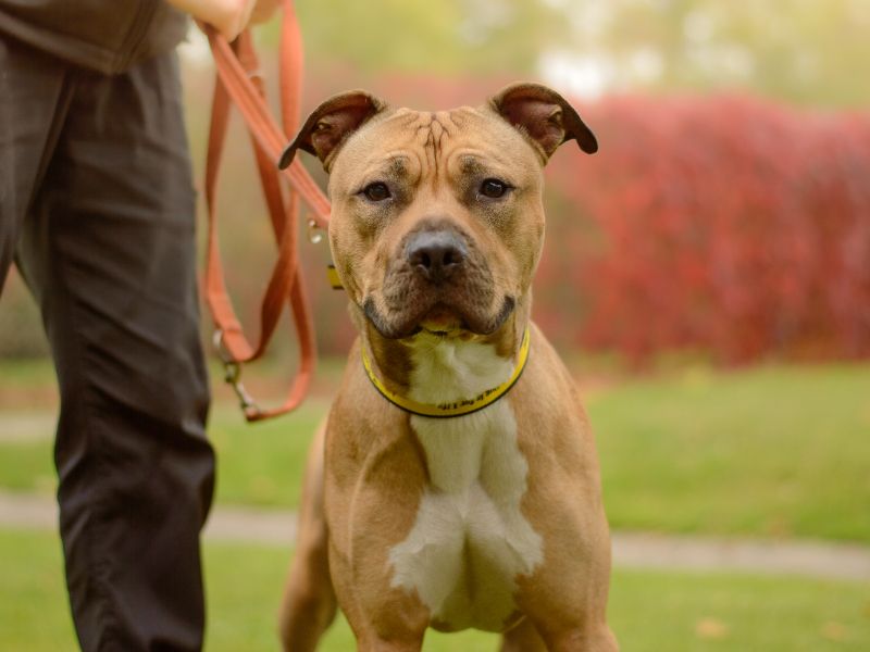 English Bulldog for adoption in Kenilworth, Warks – 2 years old - Image 2 of 7