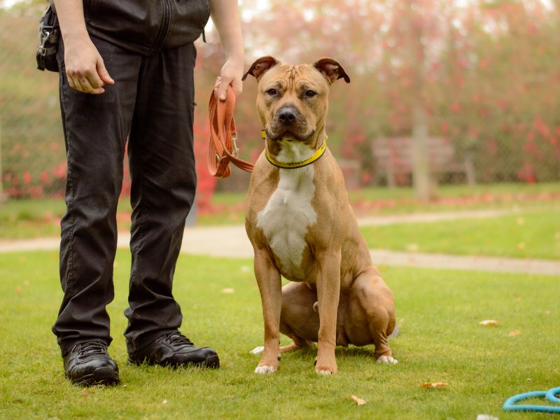 English Bulldog for adoption in Kenilworth, Warks – 2 years old