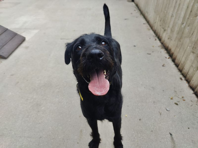 Poodle for adoption in Manchester, Greater Manchester – 3 years old