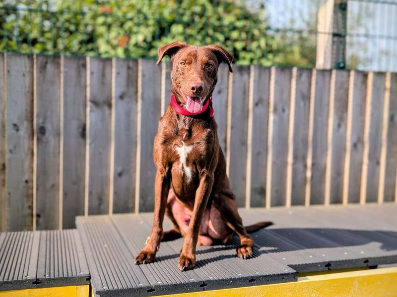 Olly | Retriever (Labrador) Cross | Cardiff - 1