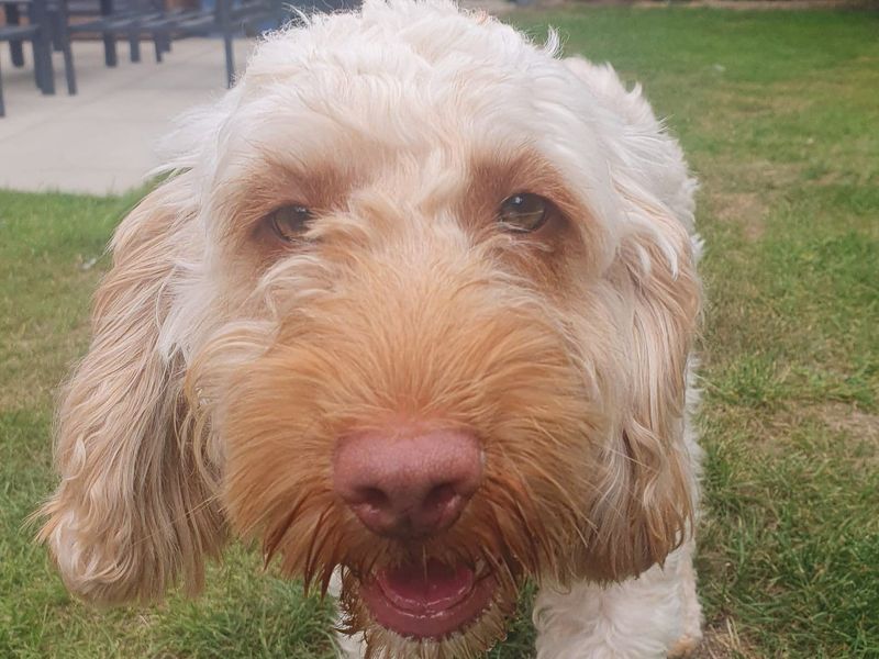 Daisy | Poodle (Standard) Cross | Basildon (Essex) - 1