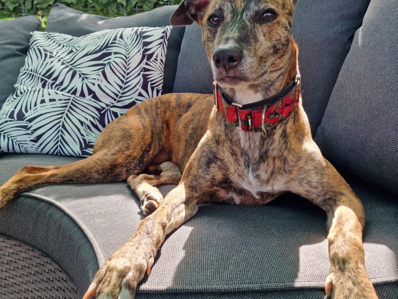 Staffordshire Bull Terrier for adoption in Newton Tony, Wiltshire – 6 years old - Image 2 of 3