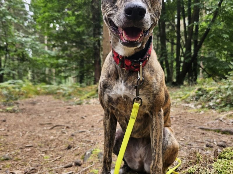 Staffordshire Bull Terrier for adoption in Newton Tony, Wiltshire – 6 years old - Image 3 of 3