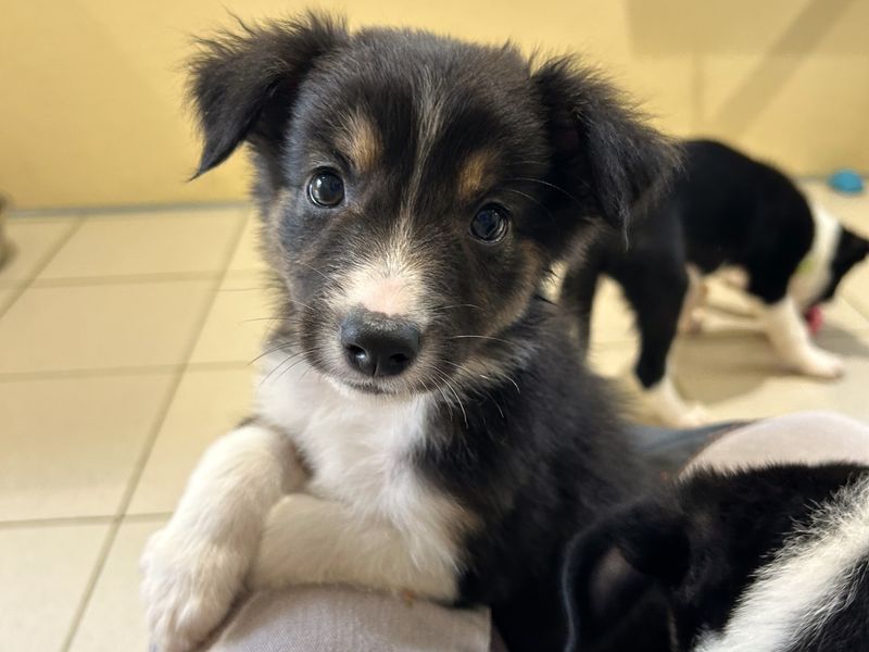 Border Collie for adoption in Ballymena, Co Antrim – 8 weeks old - Image 2 of 6