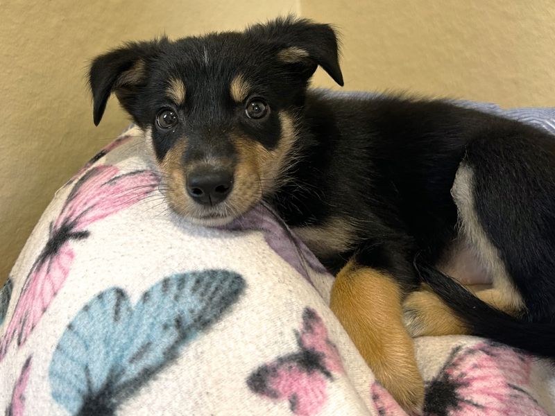 Border Collie for adoption in Ballymena, Co Antrim – 8 weeks old - Image 6 of 6