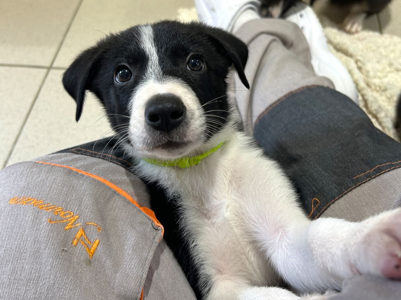Border Collie for adoption in Ballymena, Co Antrim – 8 weeks old - Image 3 of 6