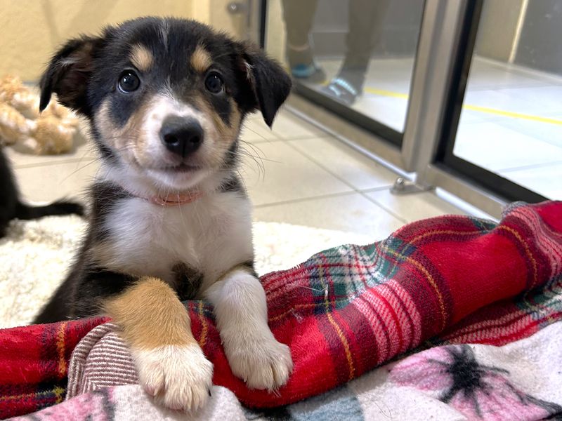 Border Collie for adoption in Ballymena, Co Antrim – 8 weeks old - Image 5 of 6