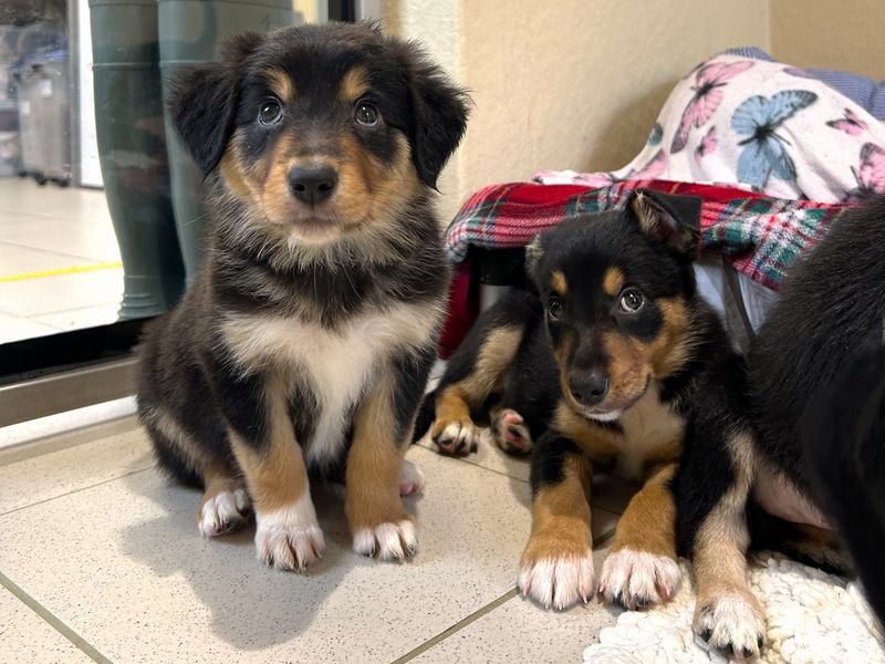 Border Collie for adoption in Ballymena, Co Antrim – 8 weeks old
