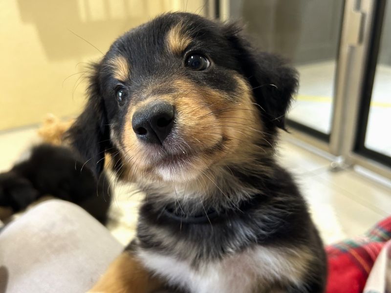 Border Collie for adoption in Ballymena, Co Antrim – 8 weeks old - Image 4 of 6