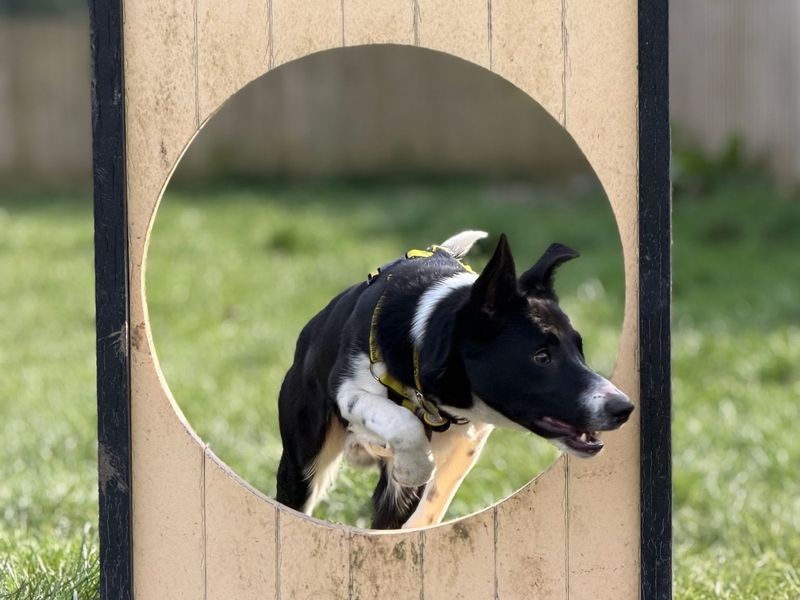 Rocco - Image 3 of 5