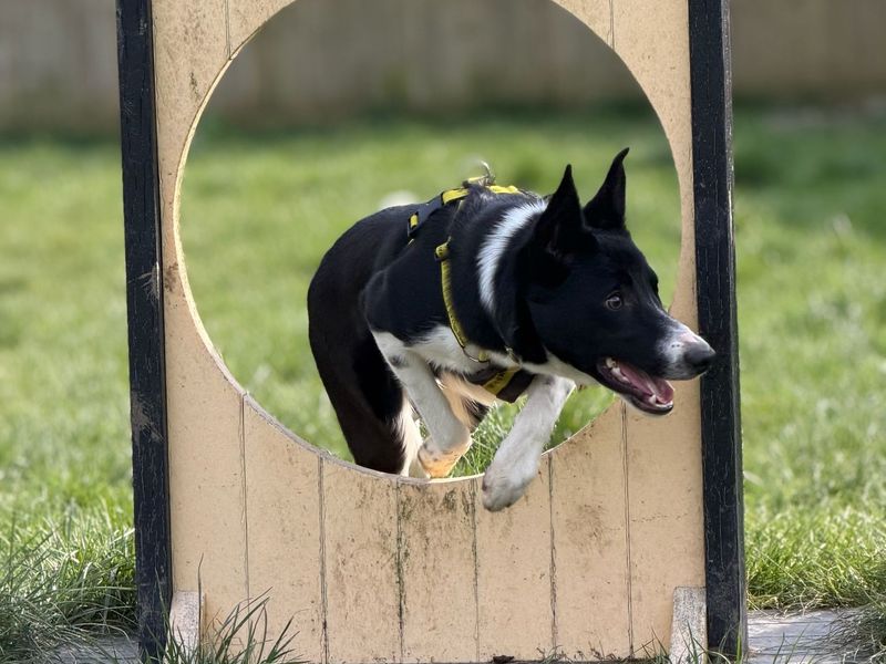 Rocco - Image 2 of 5