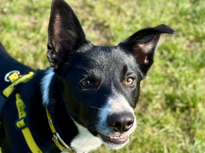 Rocco - Image 4 of 5