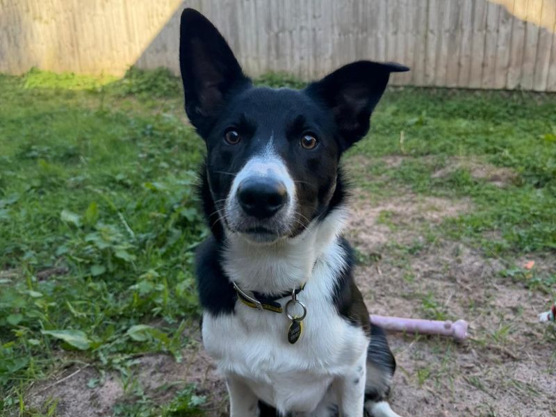 Border Collie Dogs And Puppies For Adoption